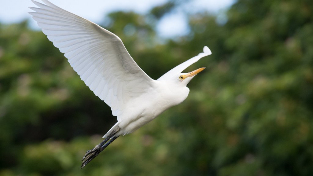 D05_3422.jpg - Cattle Egret