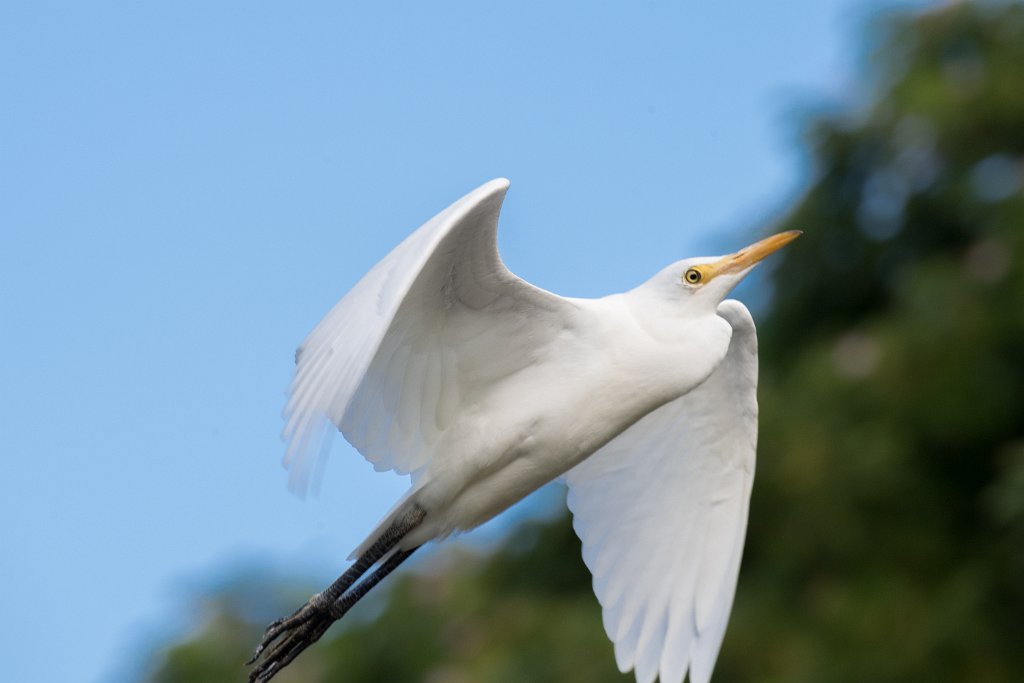 D05_3423.jpg - Cattle Egret