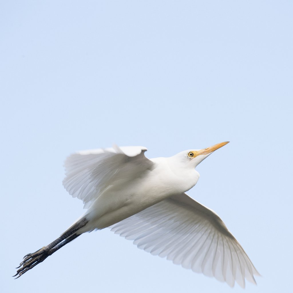 D05_3426.jpg - Cattle Egret