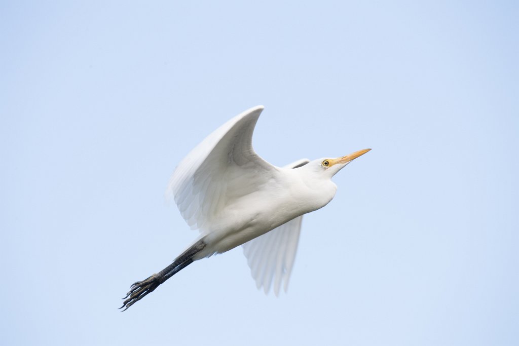 D05_3427.jpg - Cattle Egret