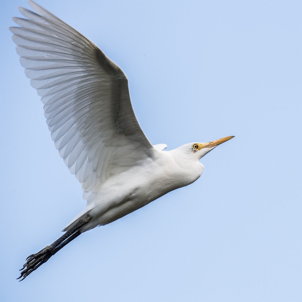 D05_3430.jpg - Cattle Egret