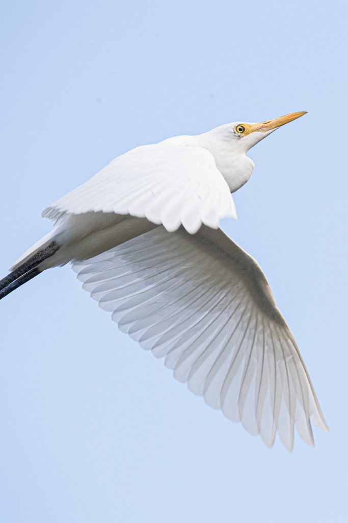 D05_3431.jpg - Cattle Egret