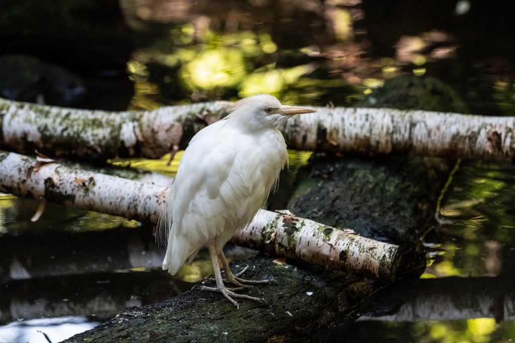 D85_0102.jpg - Cattle Egret