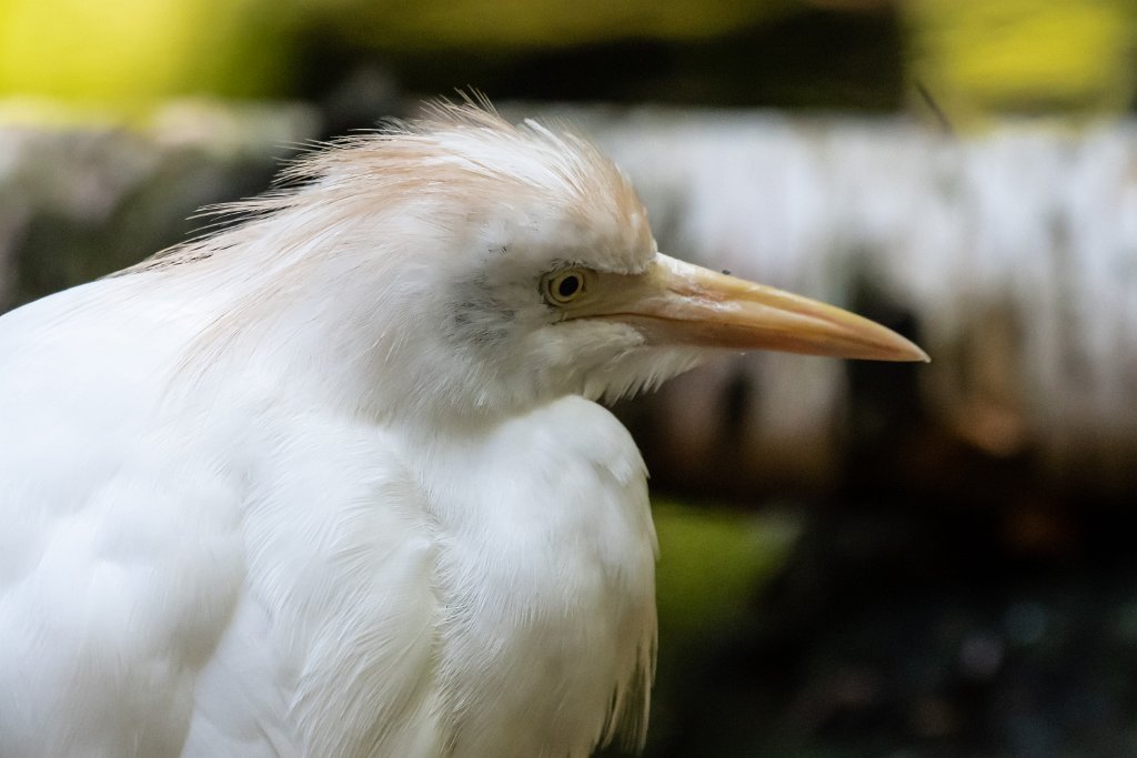 D85_0105.jpg - Cattle Egret