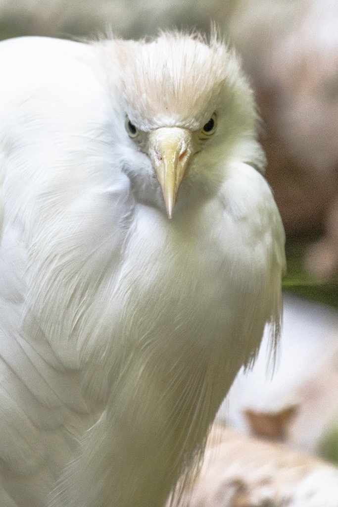 D85_0118.jpg - Cattle Egret