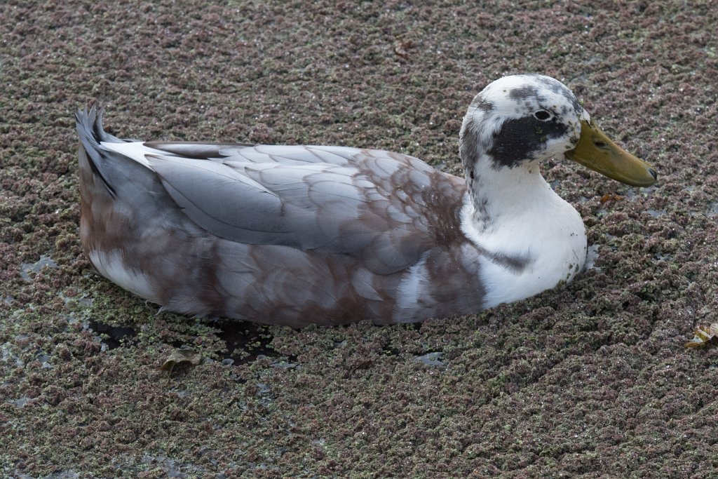 D05_1704.jpg - Mixed-breed Duck