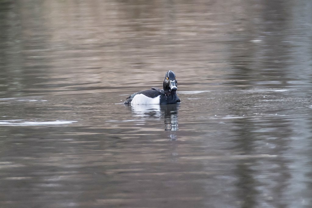 D05_2000.jpg - Ring-necked Duck