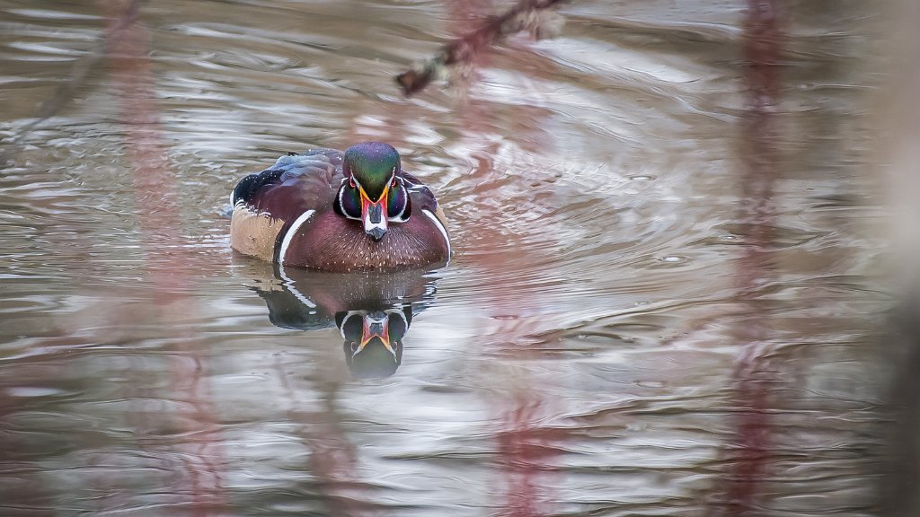 D05_2158-2.jpg - Wood Duck - Dawson Creek Park