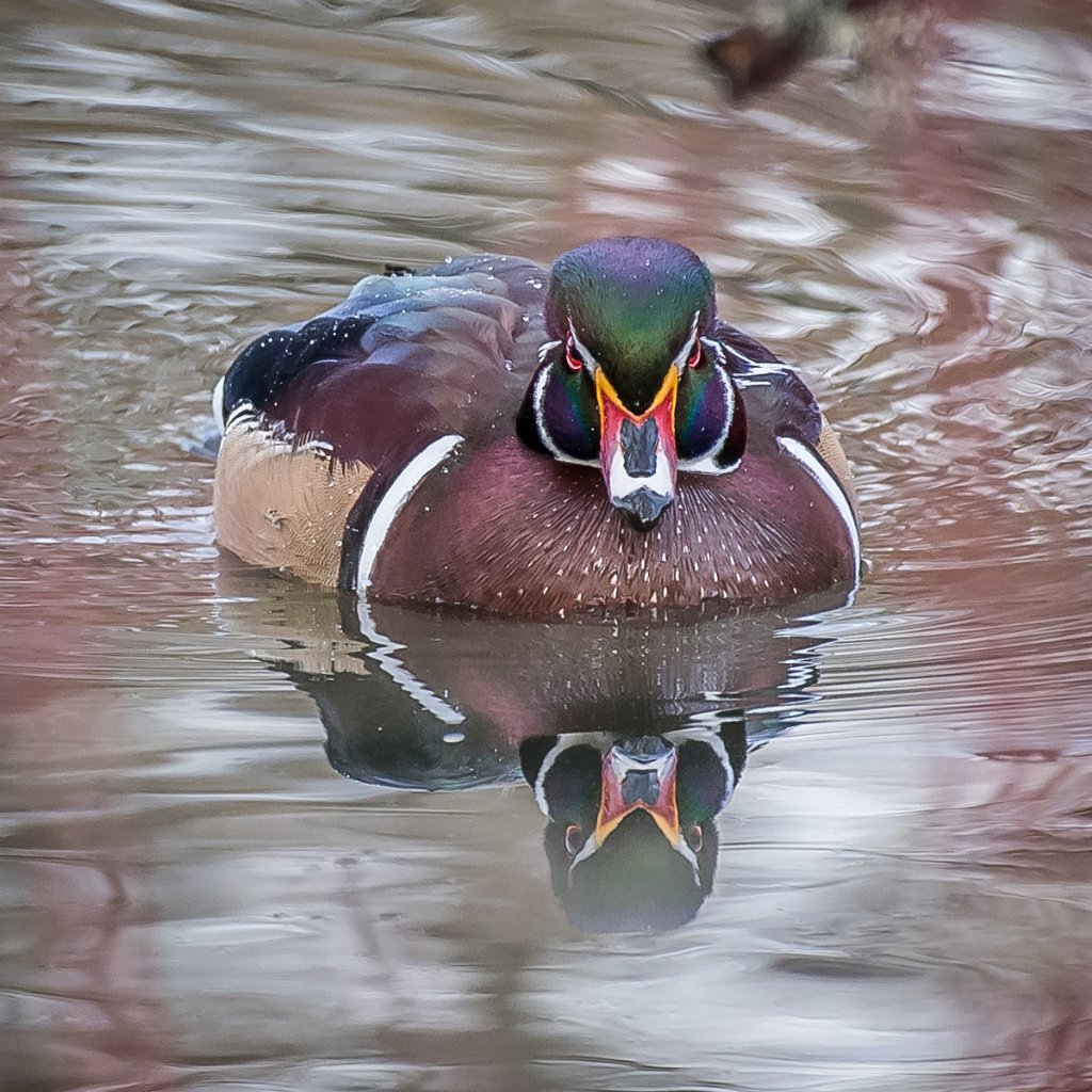 D05_2158.jpg - Wood Duck - Dawson Creek Park