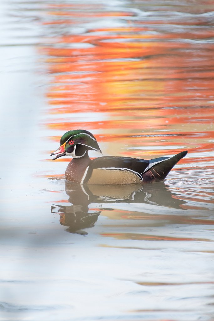 D05_2208.jpg - Wood Duck - Dawson Creek Park