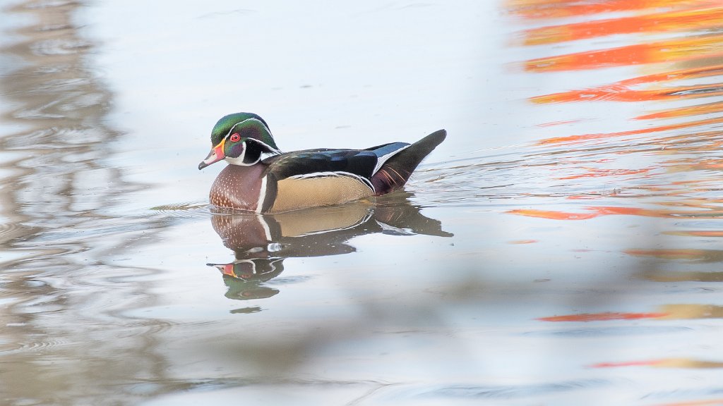 D05_2210.jpg - Wood Duck - Dawson Creek Park