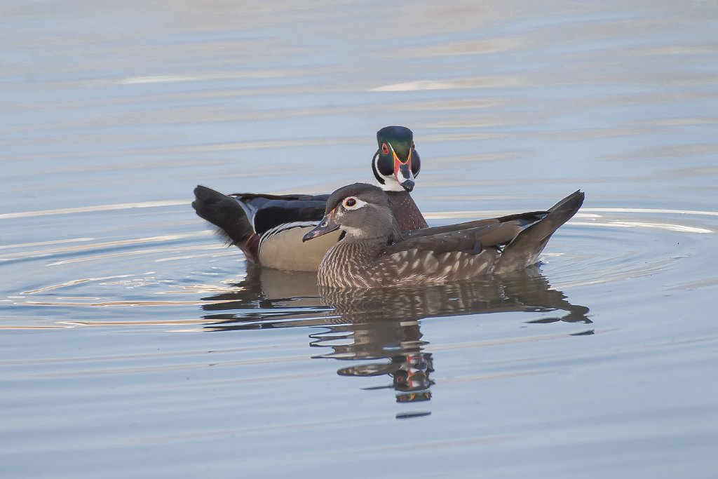 D05_2679.jpg - Male and Female Wood Ducks