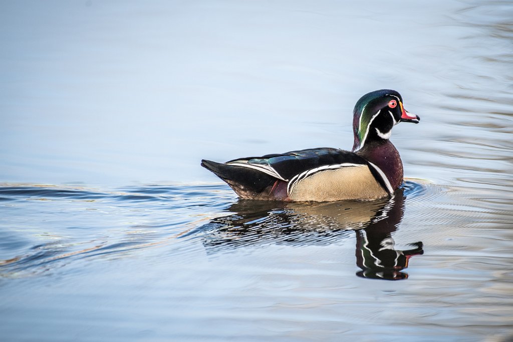 D05_2729.jpg - Wood Duck