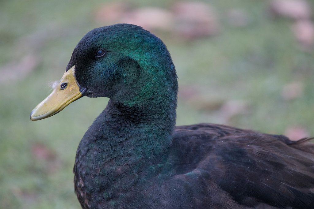 D05_3066.jpg - Cayuga Duck