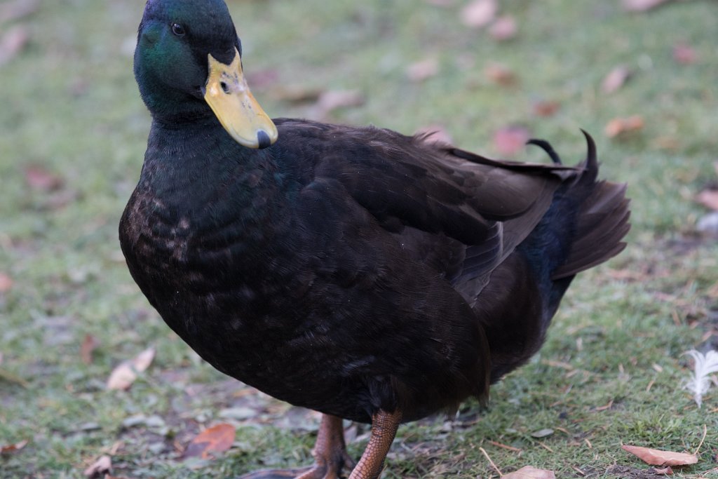 D05_3068.jpg - Cayuga Duck