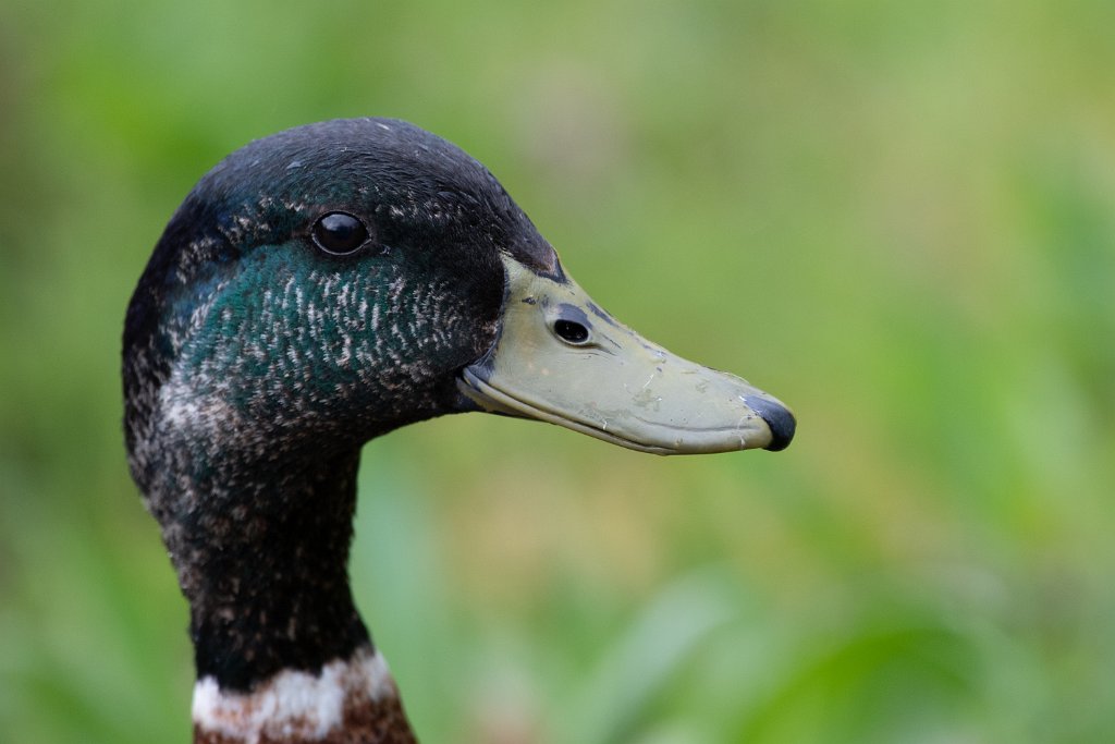 D05_3250.jpg - Mallard Duck