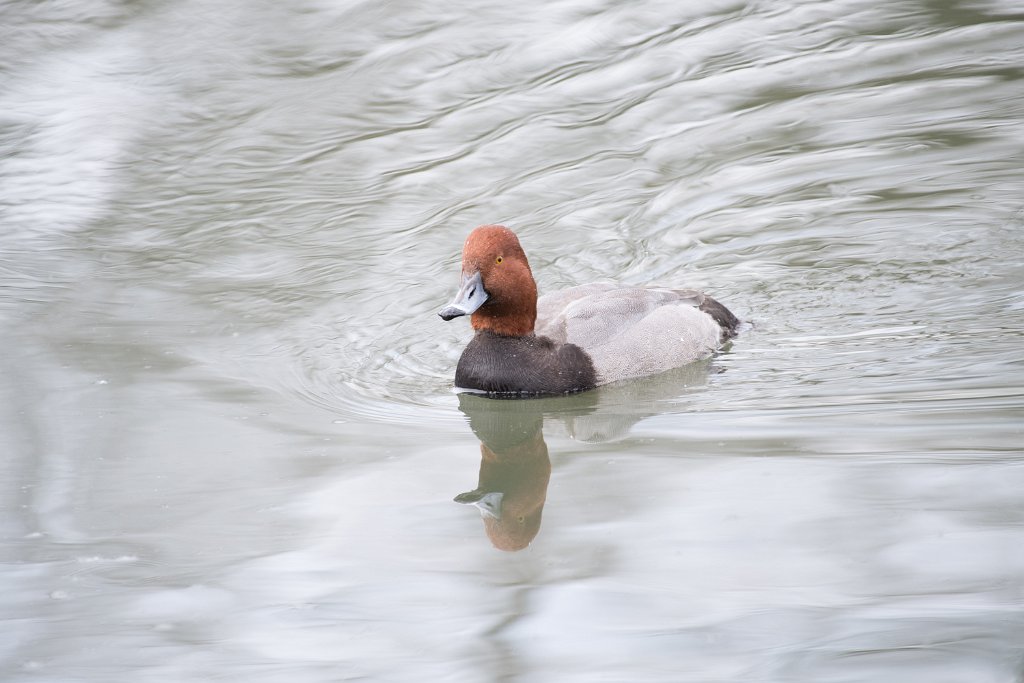 D05_3931.jpg - Redhead