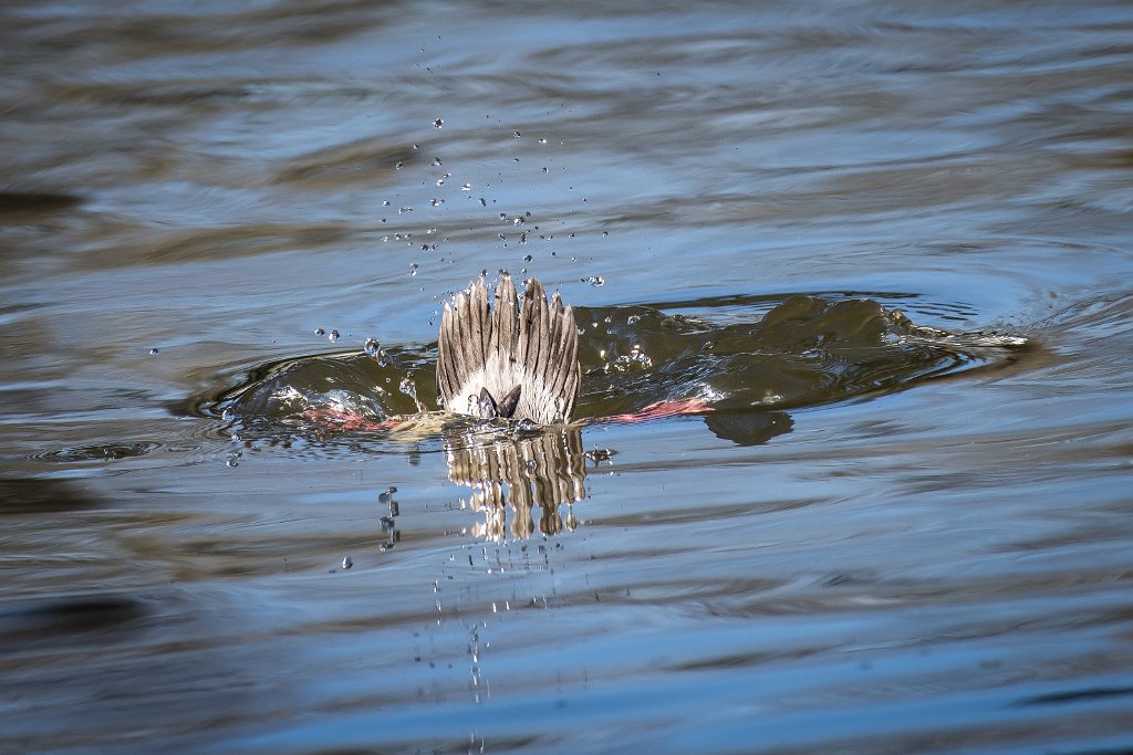 D05_4409.jpg - Diving Bufflehead