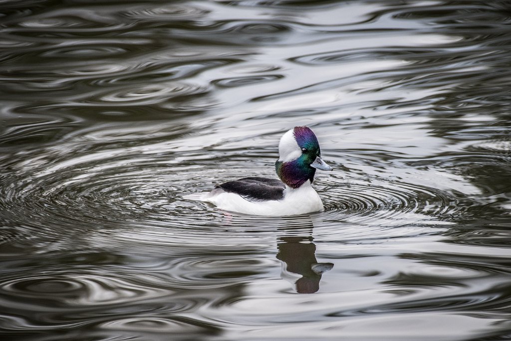 D05_5190.jpg - Buffelhead