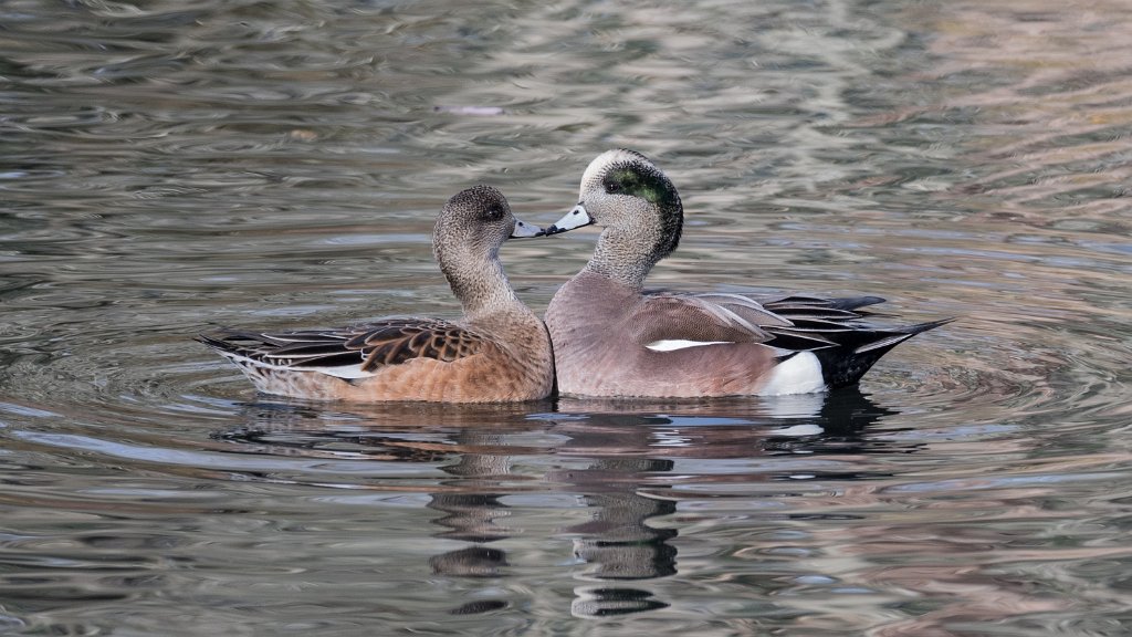 D05_5409.jpg - American Wigeon