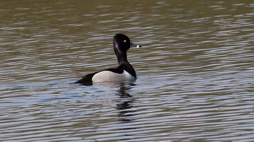 D05_5475.jpg - Ring-necked Duck