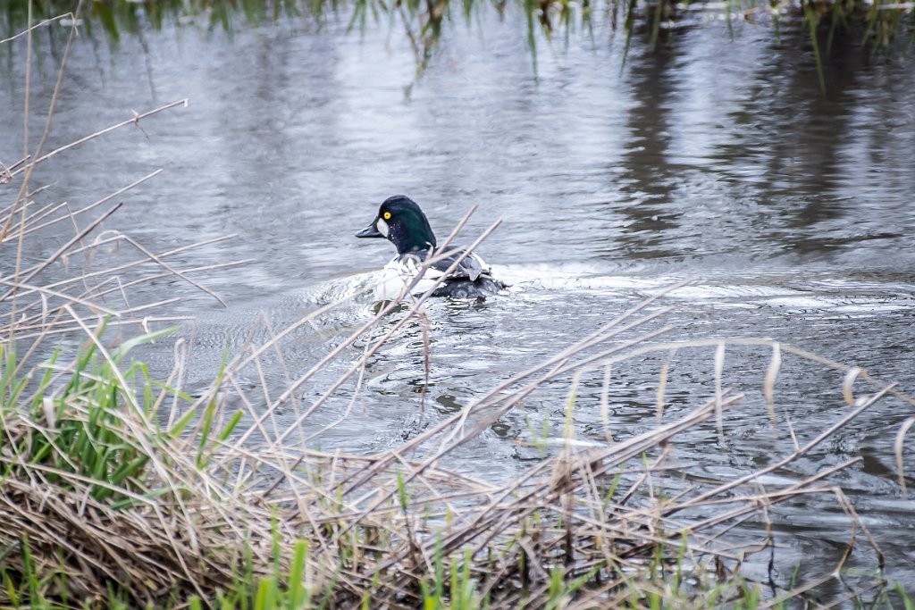 D05_6834.jpg - Common Goldeneye