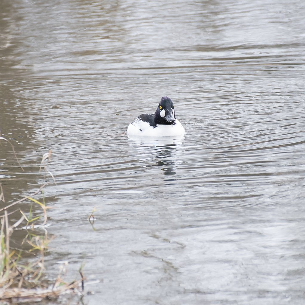 D05_6836.jpg - Common Goldeneye