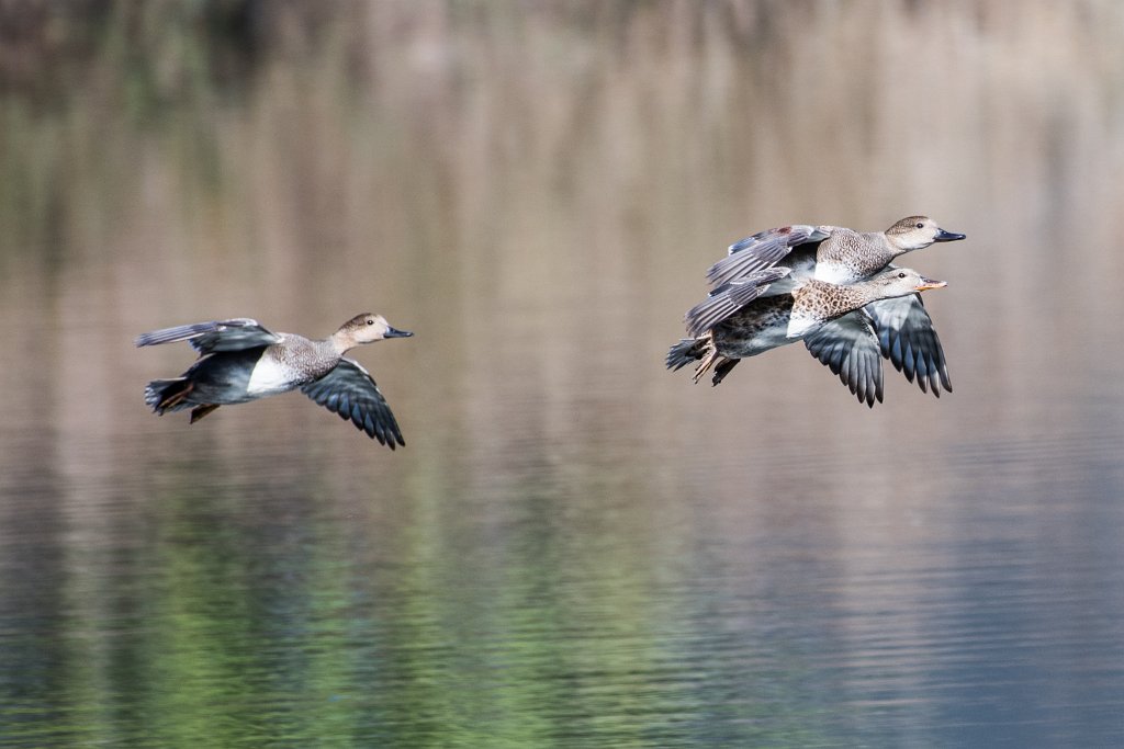 D05_6874.jpg - American Wigeon