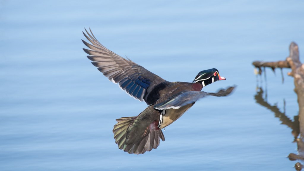 D05_8086.jpg - Wood Duck