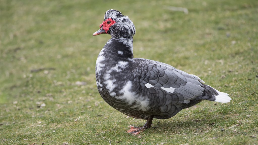 D05_9726.jpg - Muscovy Duck