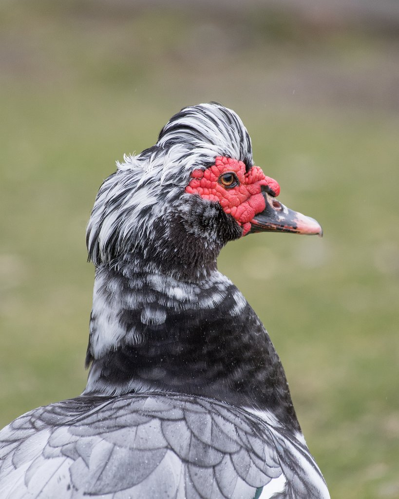 D05_9747.jpg - Muscovy Duck