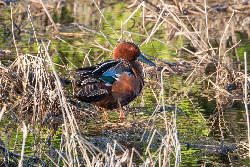 D80_3745.jpg - Ruddy Duck