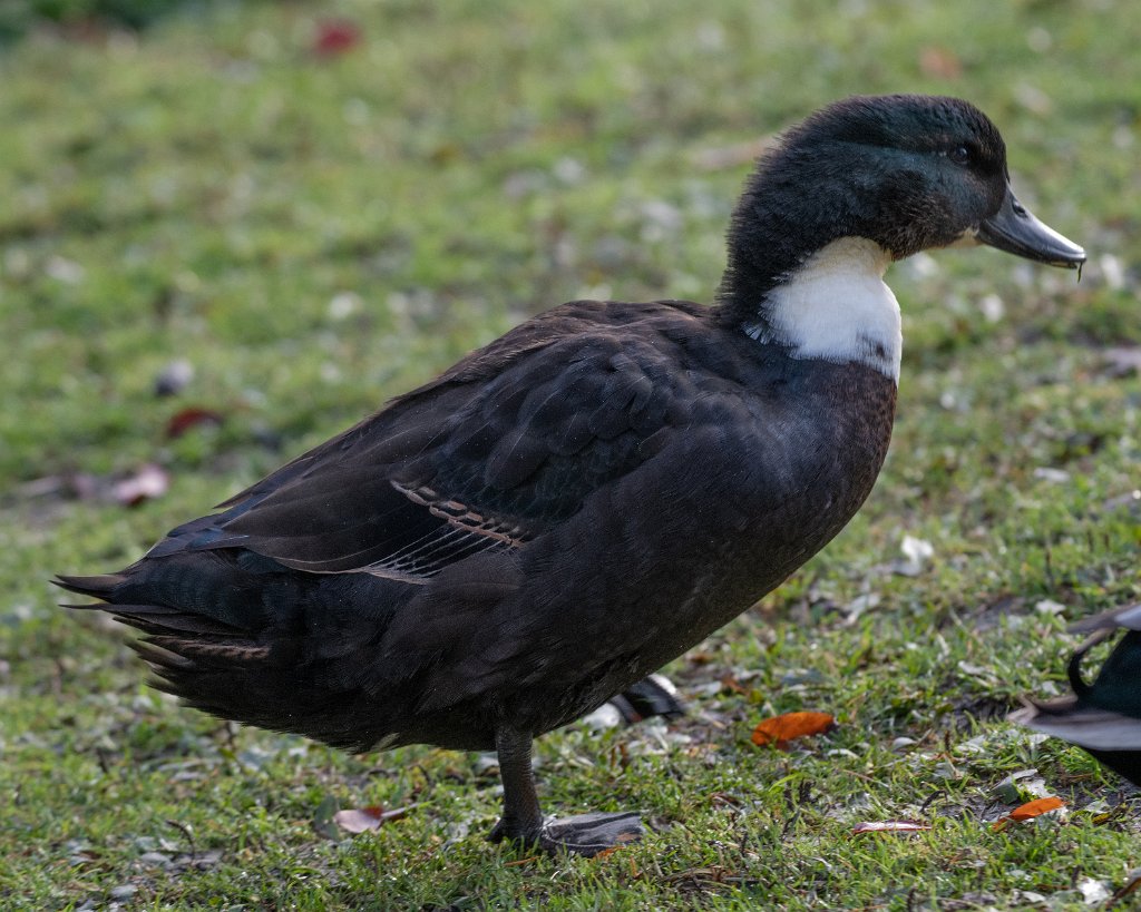 D85_0304.jpg - Black Sweedish Duck