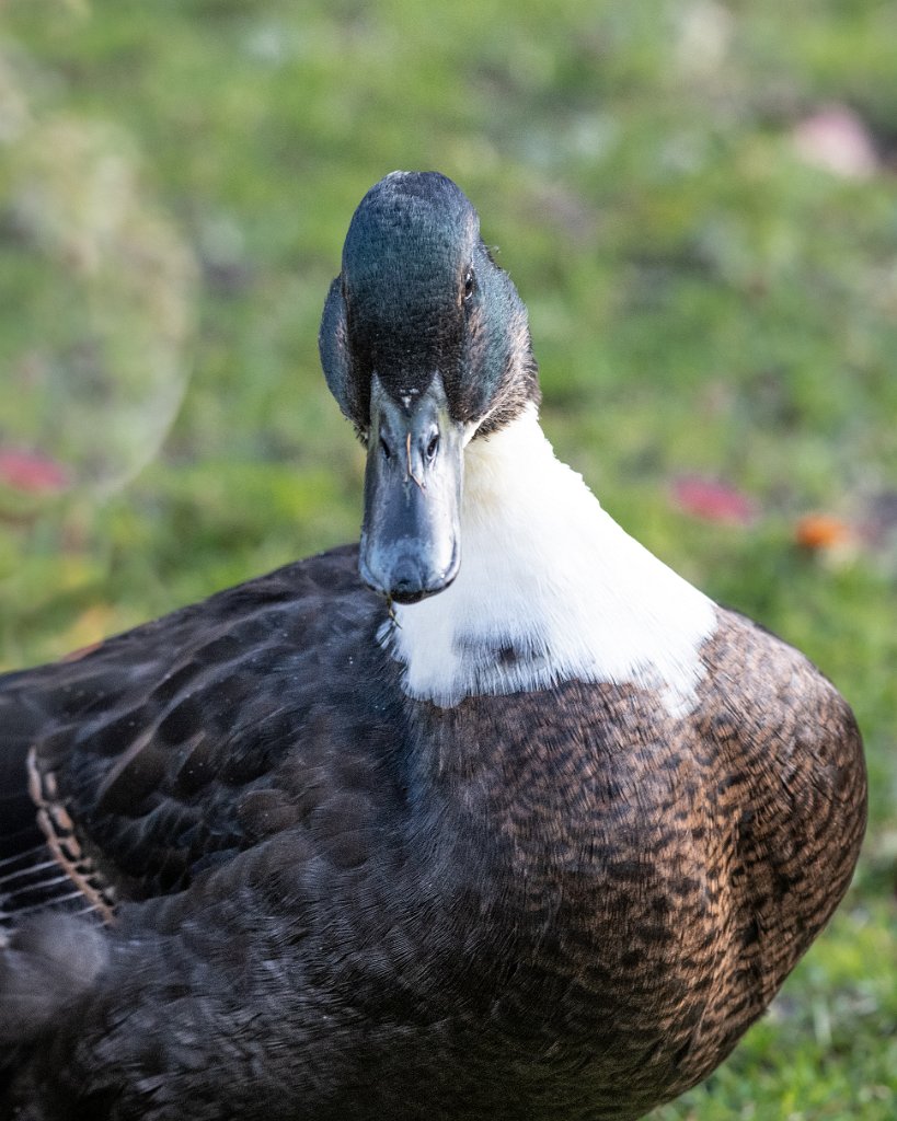 D85_0307.jpg - Black Sweedish Duck