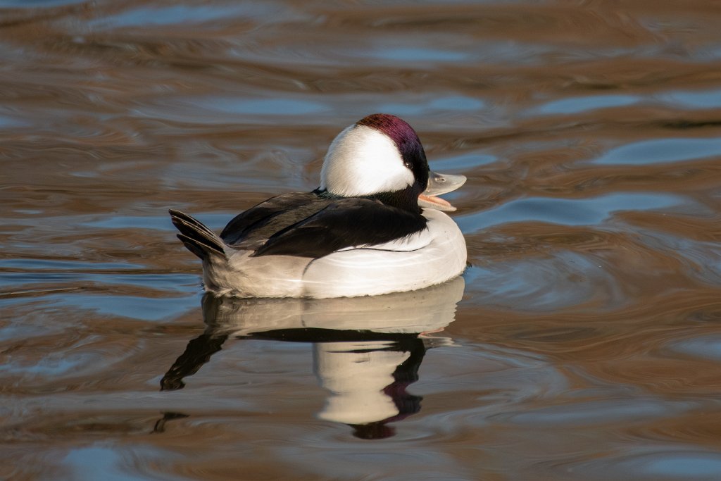 D85_1978.jpg - Bufflehead