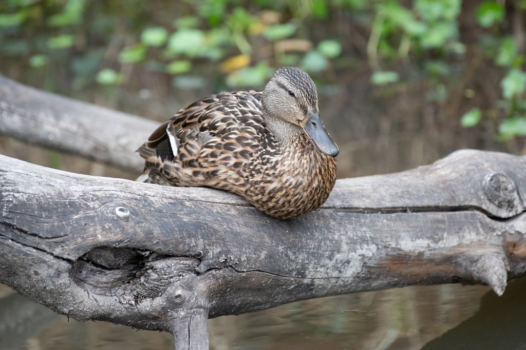 D85_2269.jpg - Log Duck