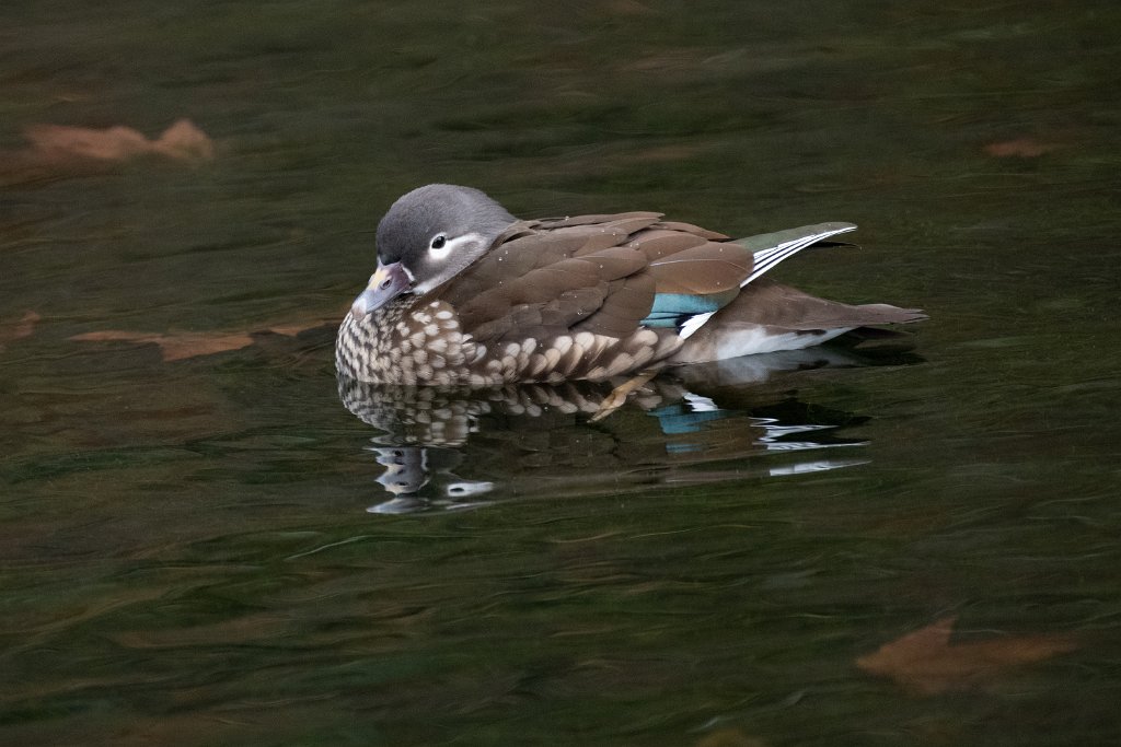 D85_5966.jpg - Female Mandarin Duck