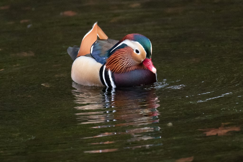 D85_5983.jpg - Mandarin Duck