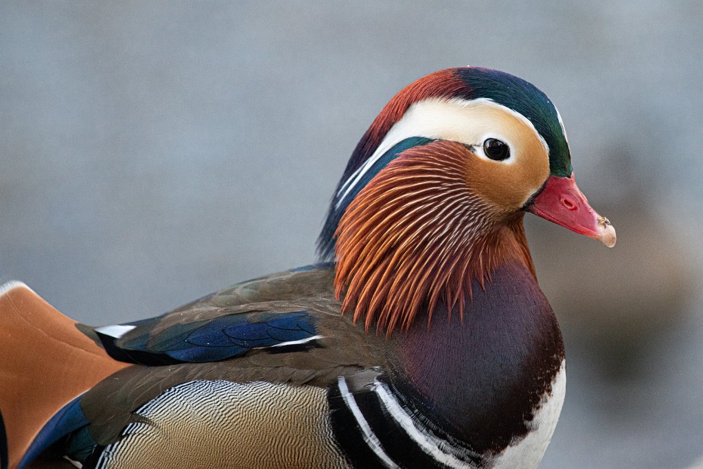 D85_6534.jpg - Mandarin Duck