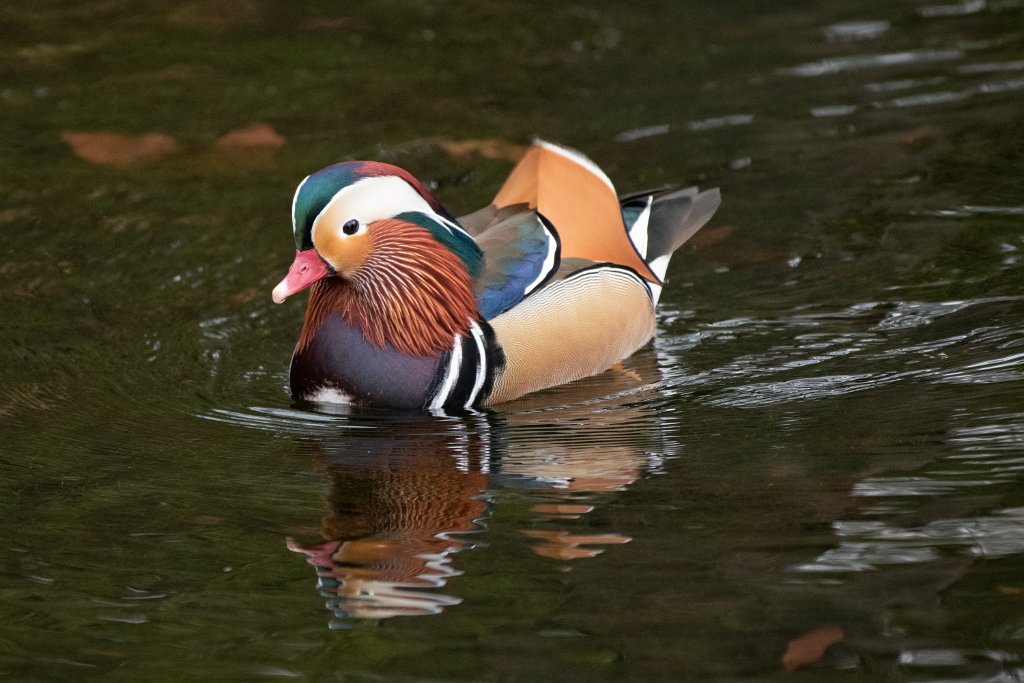 Mandarin Duck.jpg - Mandarin Duck