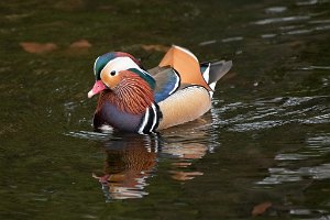 Mandarin Duck