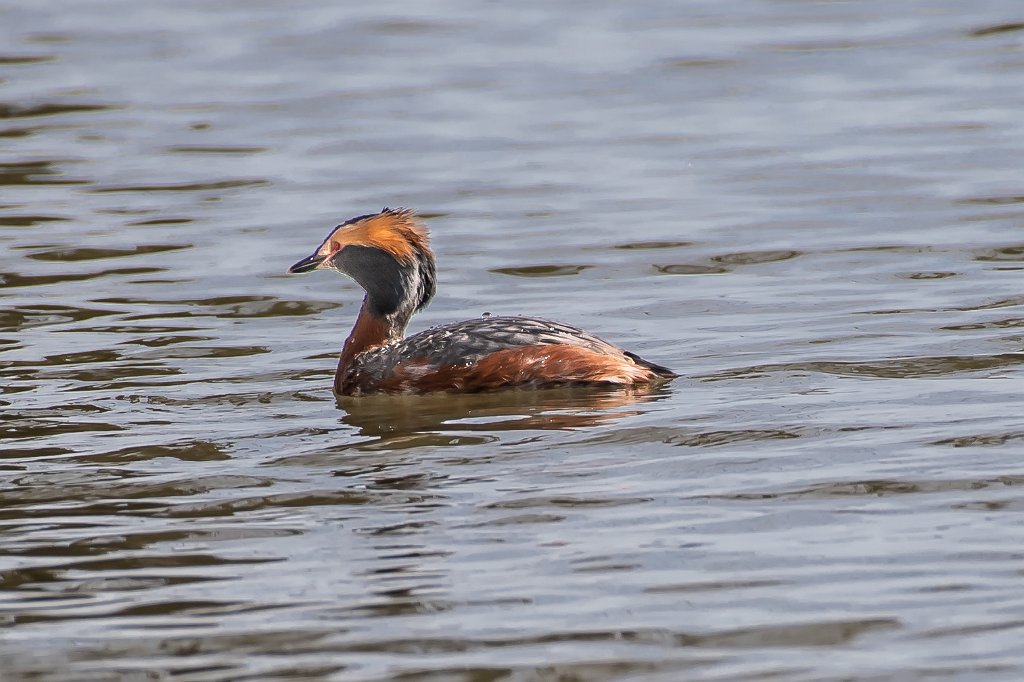 D05_1246.jpg - Horned Grebe