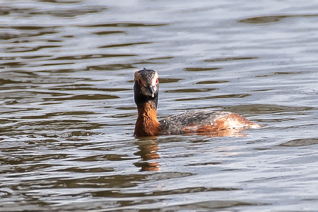 D05_1247.jpg - Horned Grebe