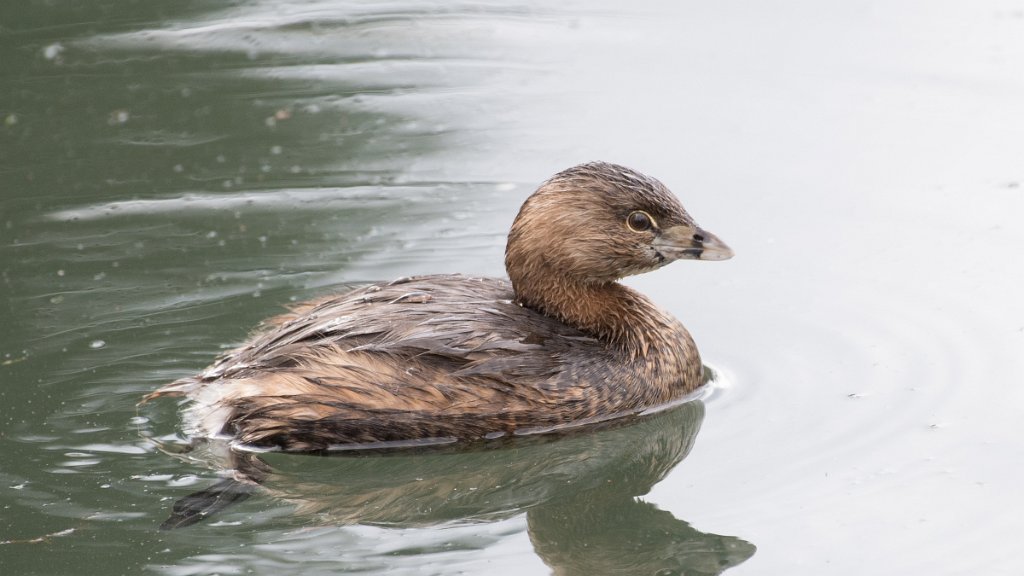 D05_8644.jpg - Pied-billed Grebe