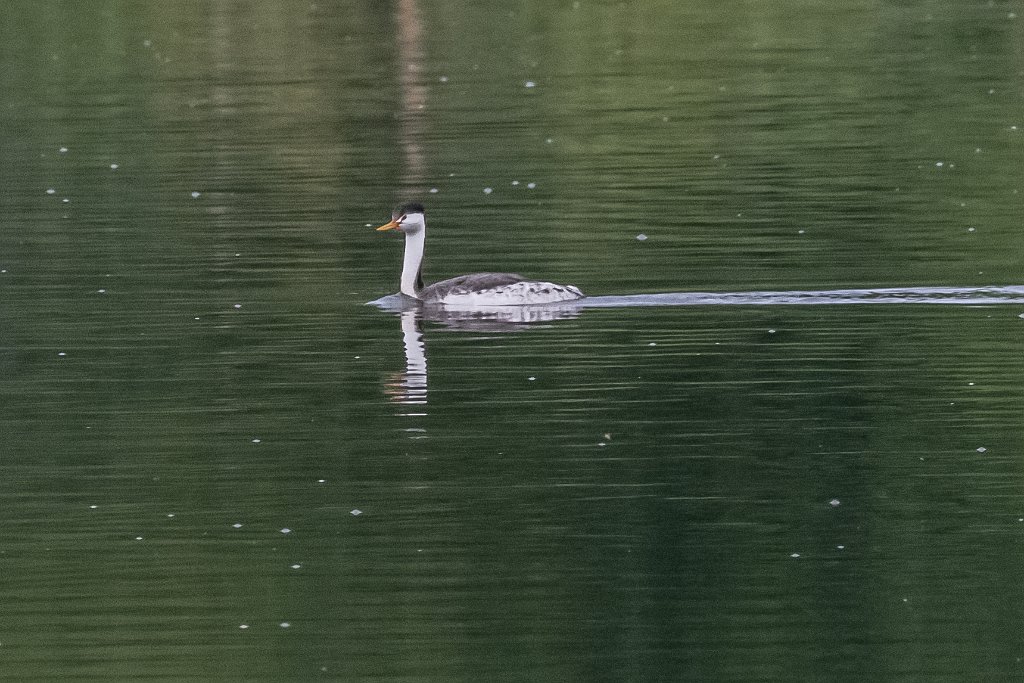 D85_0076.jpg - Clark's Grebe