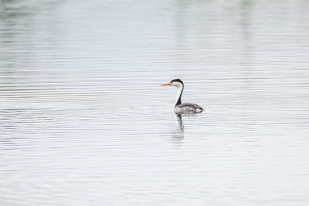 D85_0099.jpg - Clark's Grebe