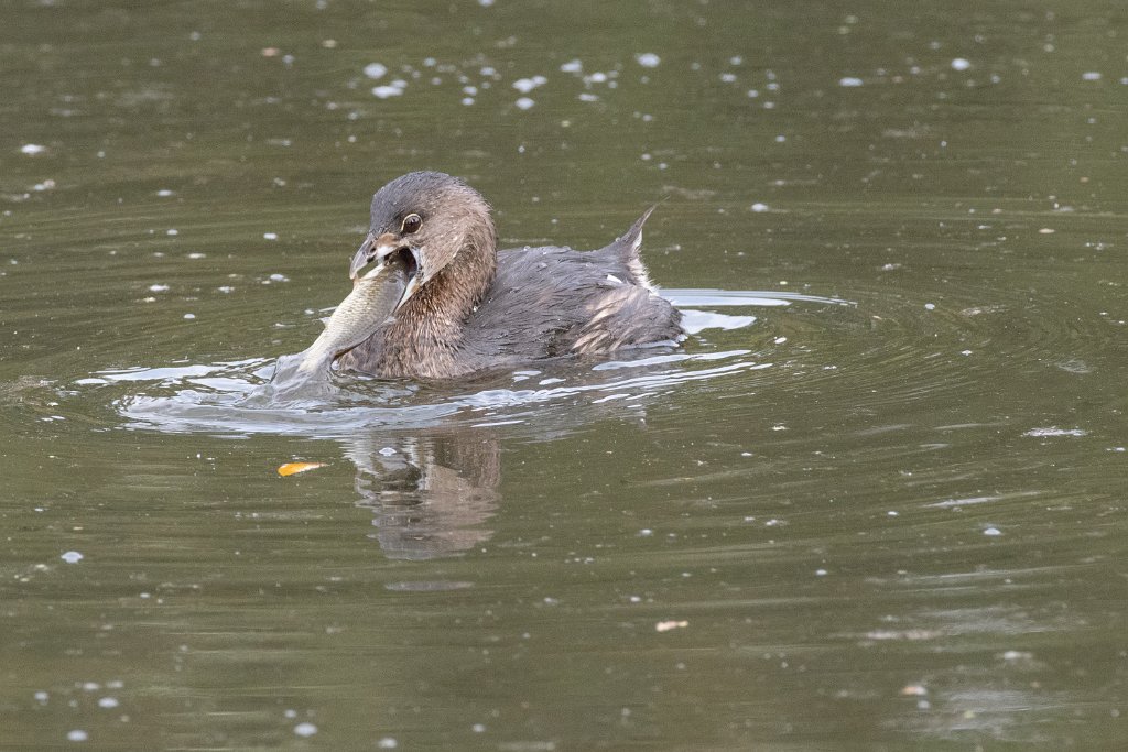 D85_1412.jpg - Pied-billed Grebe