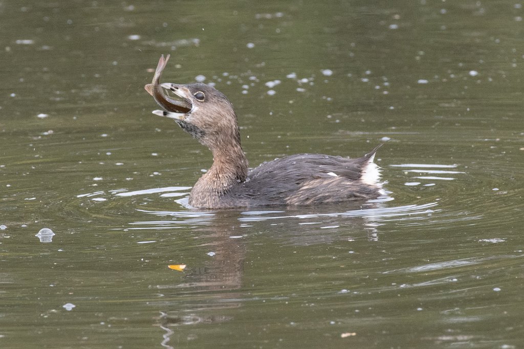 D85_1421.jpg - Pied-billed Grebe