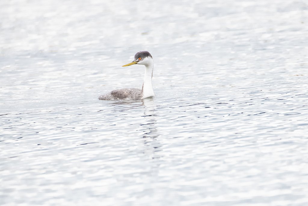 D85_1580.jpg - Western Grebe