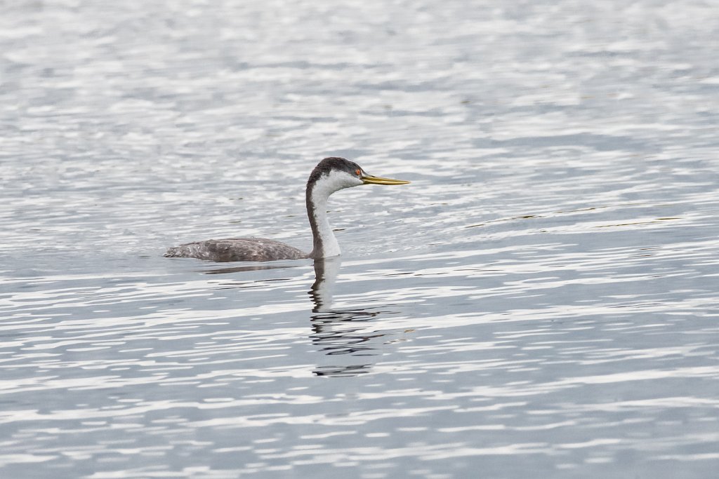 D85_1583.jpg - Western Grebe